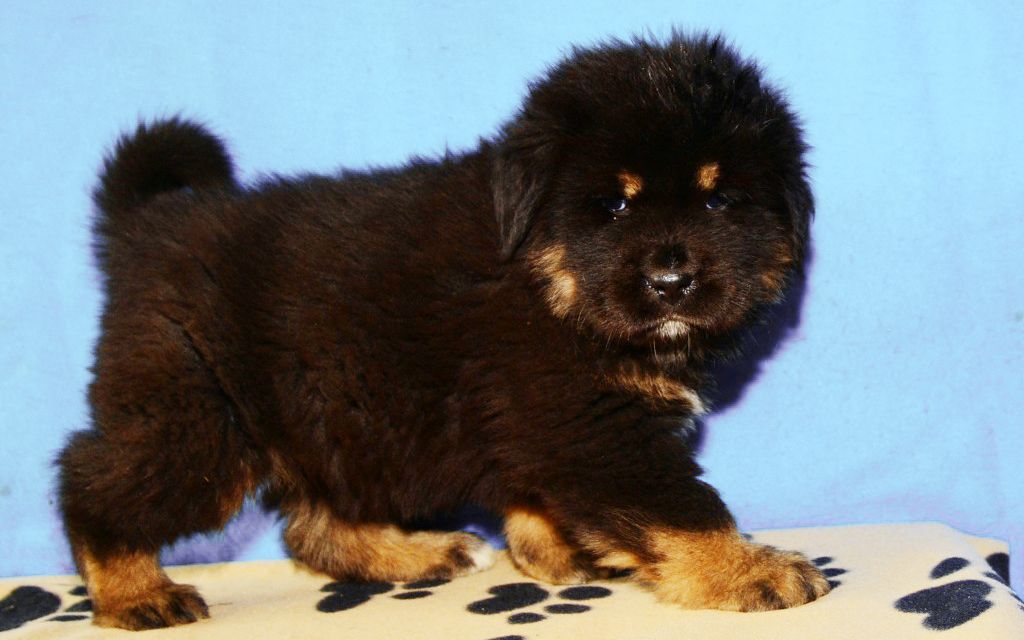 white tibetan mastiff puppies for sale white tibetan mastiff puppies www pixshark images galleries with a bite white tibetan mastiff puppies for sale white tibetan mastiff puppies www pixshark images galleries with a bite