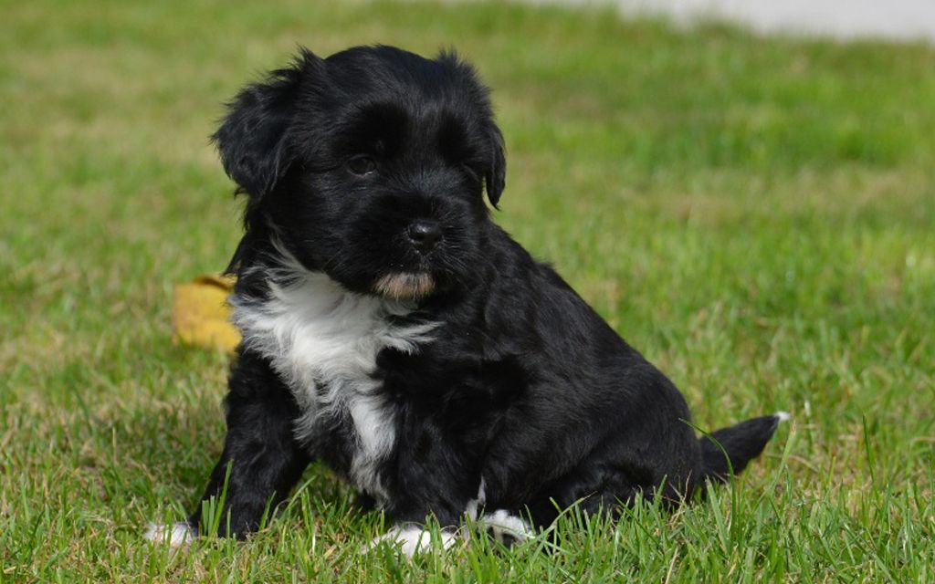 Tebitan Terrier Puppies The Cutest Tibetan Terrier Puppies