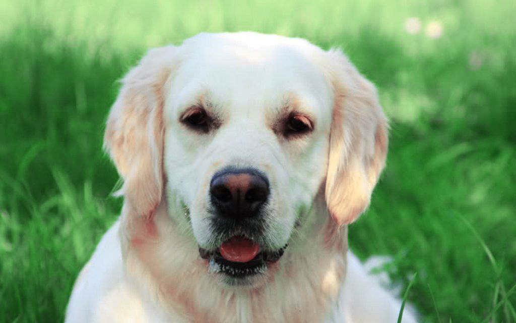 can golden retrievers be left alone informaci 243 n de perros de la raza golden retriever perros en venta can golden retrievers be left alone informaci 243 n de perros de la raza golden retriever perros en venta