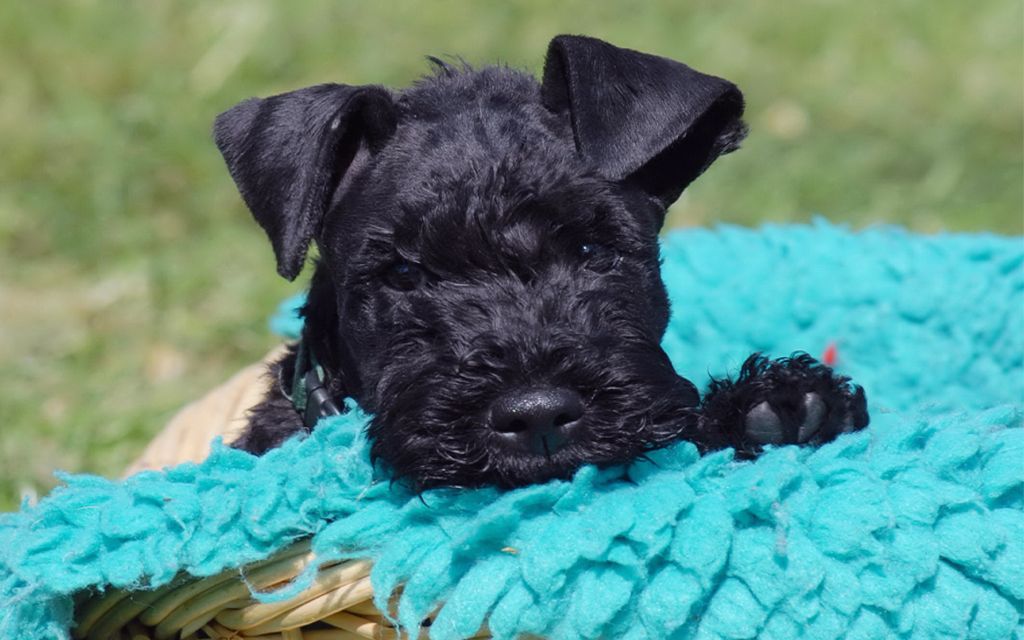 Kerry Blue Terrier Puppies Breed Information Puppies For Sale