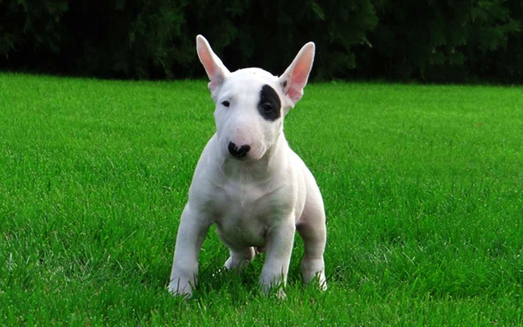 english bull terrier puppy for sale
