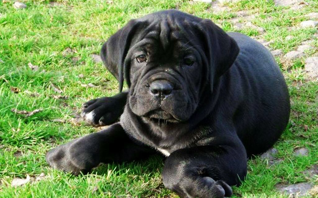 black mastiff for sale