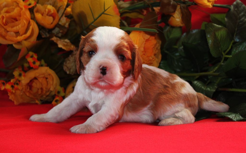 Blenheim Cavalier King Charles Puppy Blenheim Cavalier King Charles Puppy picture