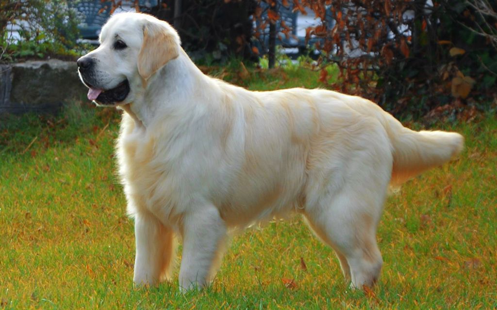 european golden retriever vs american perro golden retriever blanco dogs in our photo european golden retriever vs american perro golden retriever blanco dogs in our photo