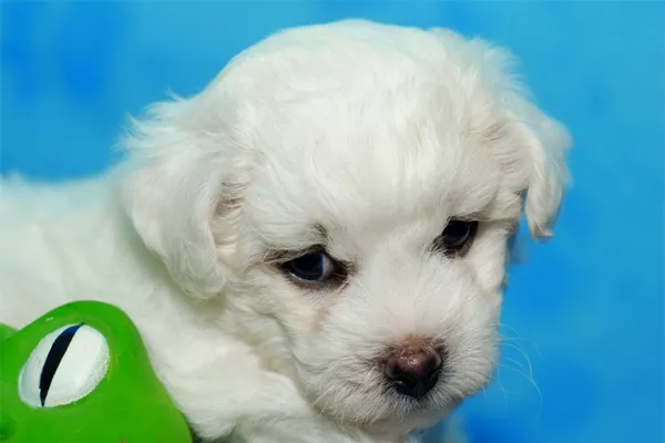 Bichon Frise Puppies