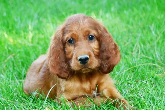 irish setter red puppy picture