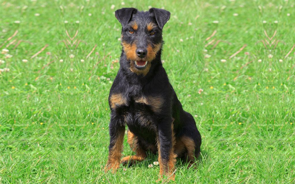 jagdterrier puppies jagd terrier puppies breed information puppies for sale jagdterrier puppies jagd terrier puppies breed information puppies for sale