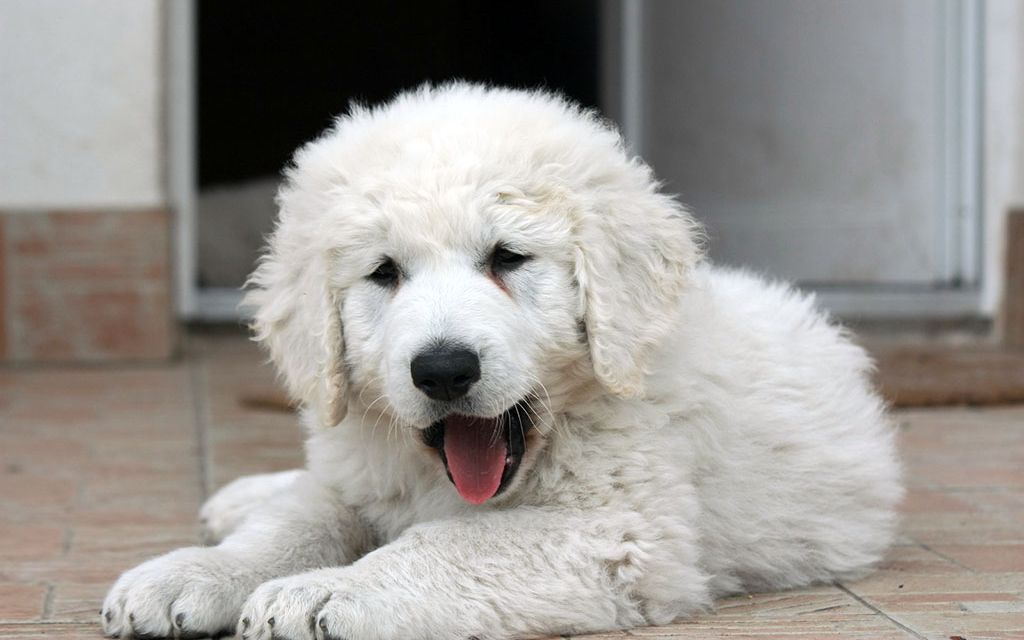 kuvasz puppies for sale kuvasz puppies breed information puppies for sale kuvasz puppies for sale kuvasz puppies breed information puppies for sale