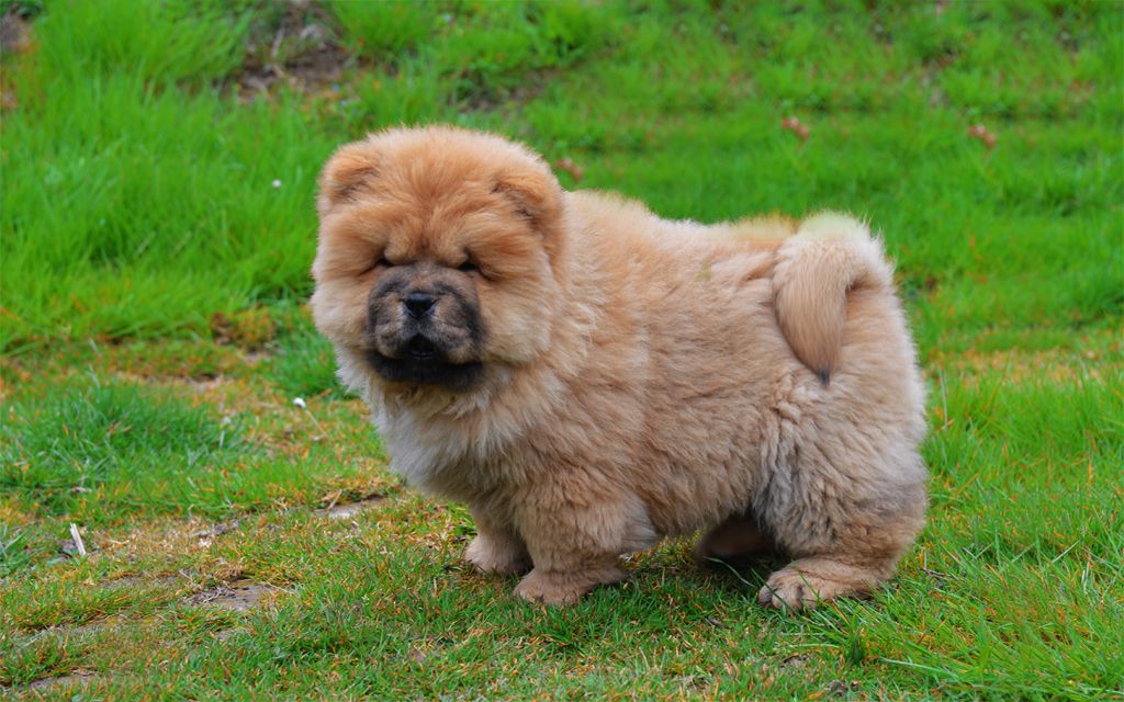 webkinz chow chow puppy