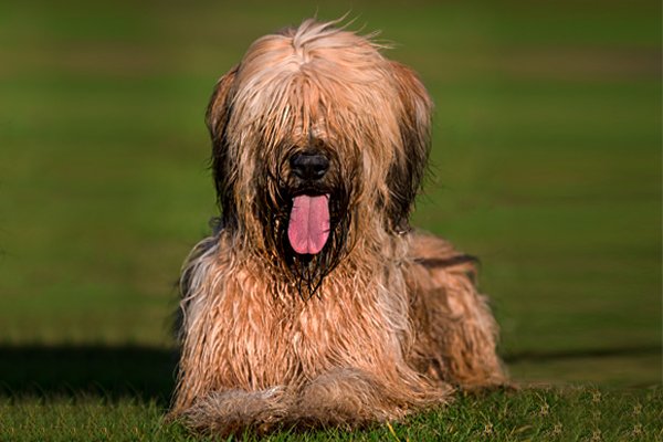 Fawn Briard picture