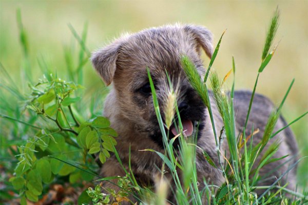 Grey Cairn Terrier Puppy image