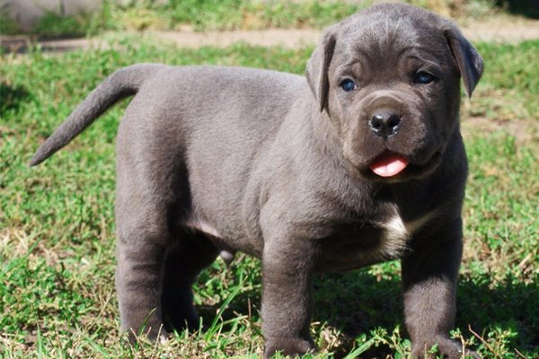 Black Cane Corso Puppy image