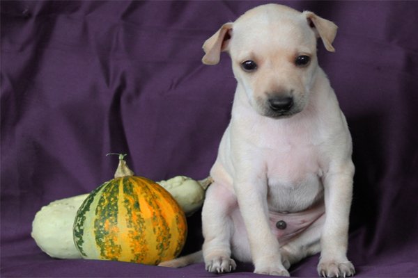 White Italian greyhound Puppy picture
