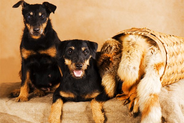 Jagd terrier image
