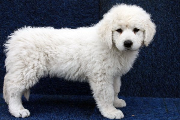 Kuvasz Puppy picture