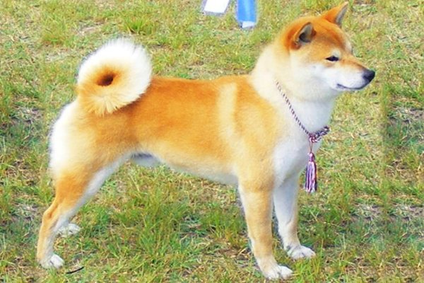 Red Shiba Inu picture