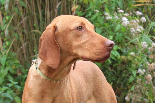 Vizsla image