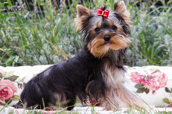 Black and Tan Yorkshire terrier picture
