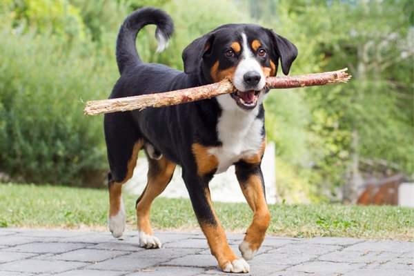 Tricolor Appenzeller Puppy picture