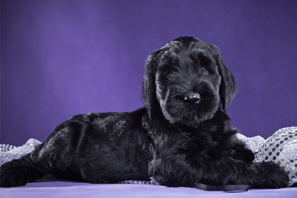 Black Russian Terrier Puppy image