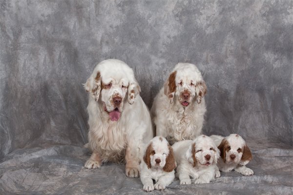 White with markings Clumber Spaniel Puppies picture