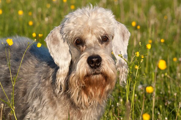 Black and White Dandie Dinmont Terrier image
