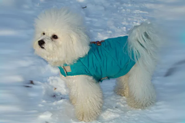 Bichon Frise Puppies