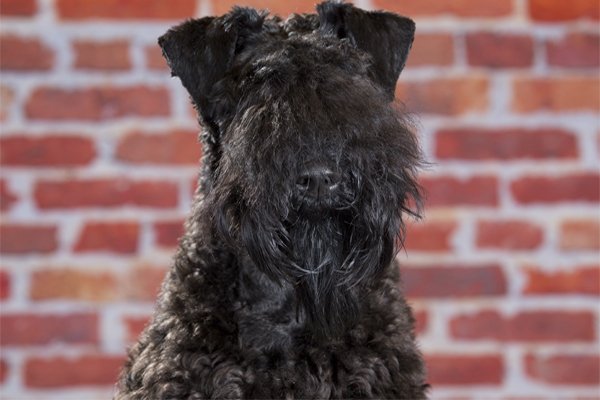 Kerry Blue Terrier image