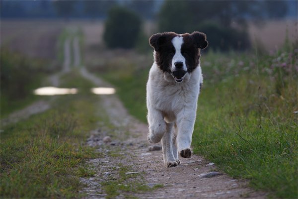 Landseer picture