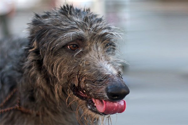 Scottish Deerhound image
