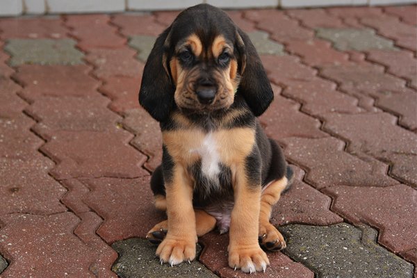 Black and Tan Bloodhound puppy picture