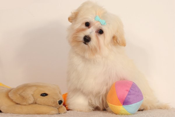 Cream Havanese Puppy picture