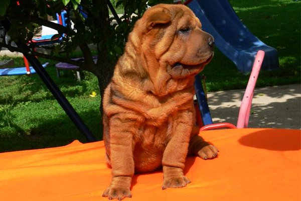 Red Shar Pei Puppy image