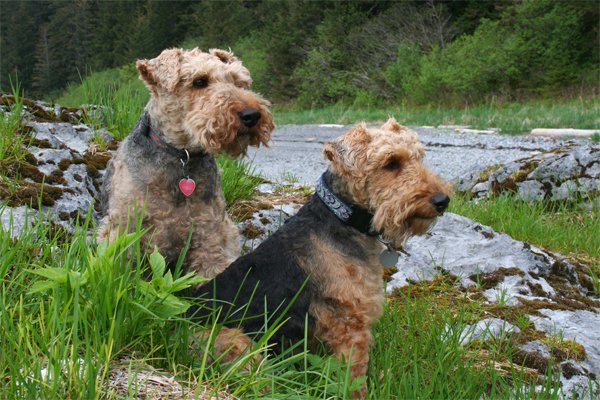Welsh Terrier picture