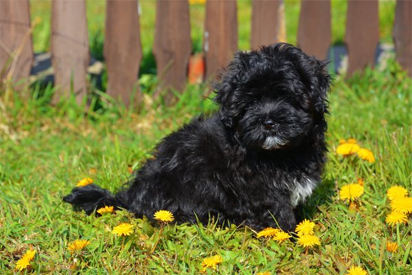 how to a havanese not to bark informaci 243 n de perros de la raza 243 n habanero perros en venta how to a havanese not to bark informaci 243 n de perros de la raza 243 n habanero perros en venta