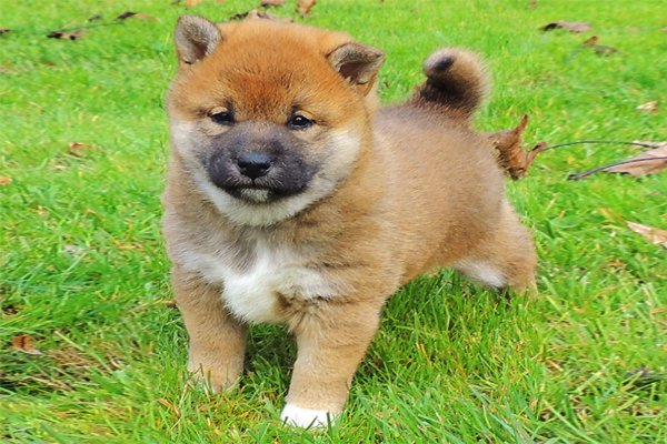 Miniature Akita Puppies For Sale Goldenacresdogscom