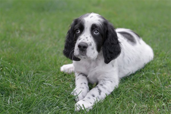 English Setter Puppies Breed Information Puppies For Sale
