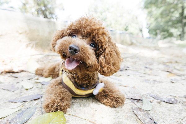 chocolate toy poodles for sale near me