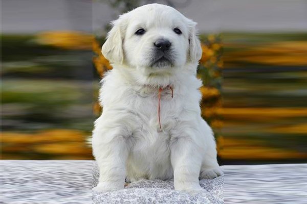golden retriever puppies for sale sydney golden retriever for sale in international college of management sydney golden retriever puppies for sale sydney golden retriever for sale in international college of management sydney