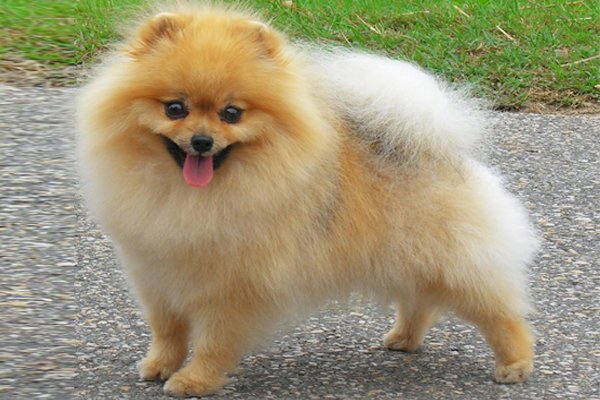 pomeranian eye problems pomeranian puppies breed information puppies for sale pomeranian eye problems pomeranian puppies breed information puppies for sale