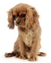 Cavalier King Charles Spaniel image