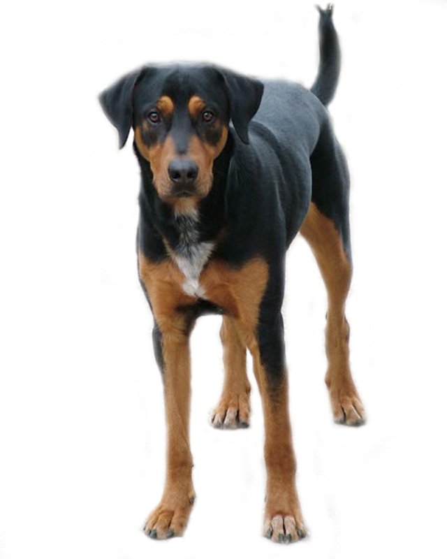 transylvanian hound price