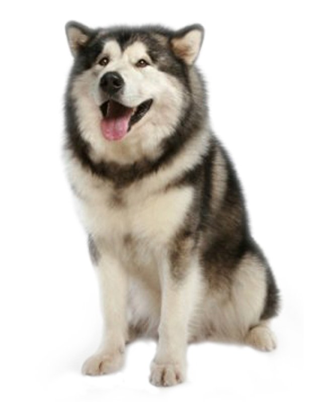 alaskan malamute price in indian rupees