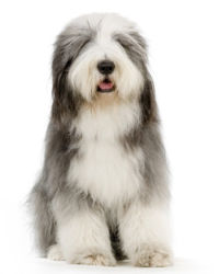 Bearded Collie picture