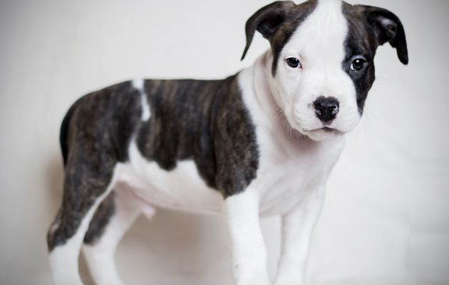 american pitbull terrier puppies for sale uk puppies u0026 dogs for sale from europe puppy finder euro puppy american pitbull terrier puppies for sale uk puppies u0026 dogs for sale from europe puppy finder euro puppy