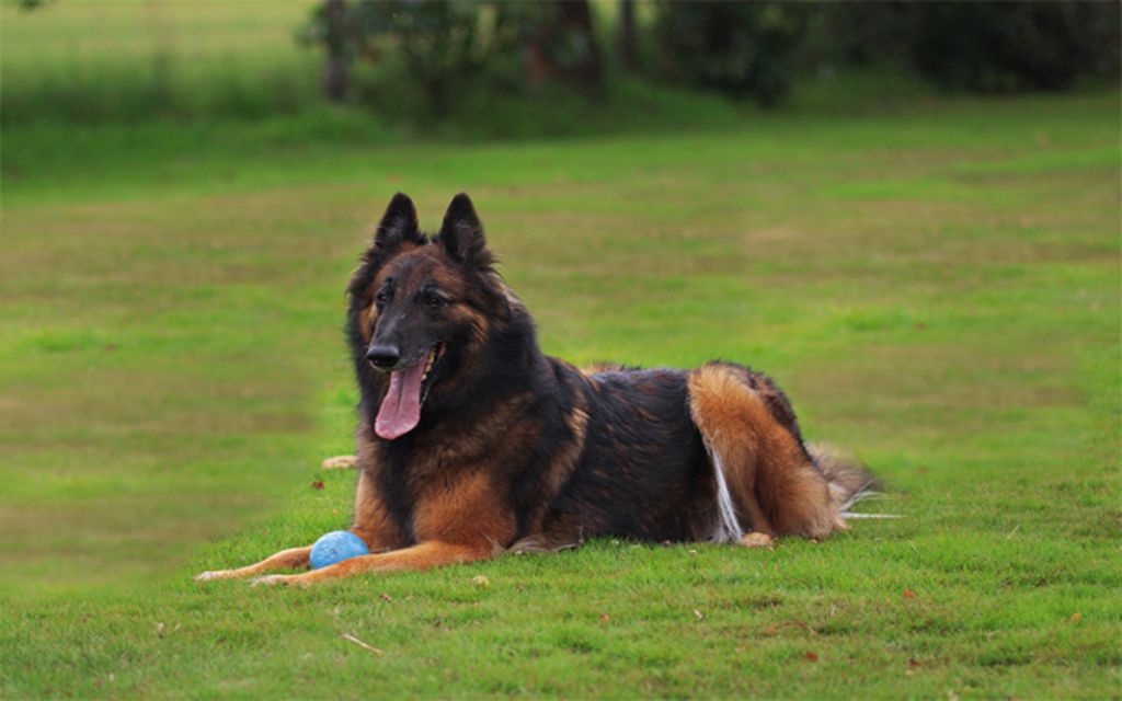 belgian shepherd dog price in pakistan belgian sheepdog puppies breed information u0026 puppies for sale belgian shepherd dog price in pakistan belgian sheepdog puppies breed information u0026 puppies for sale