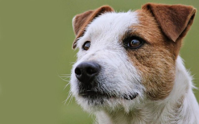 Jack Russell Terrier Breed Dog Breed Information Pictures