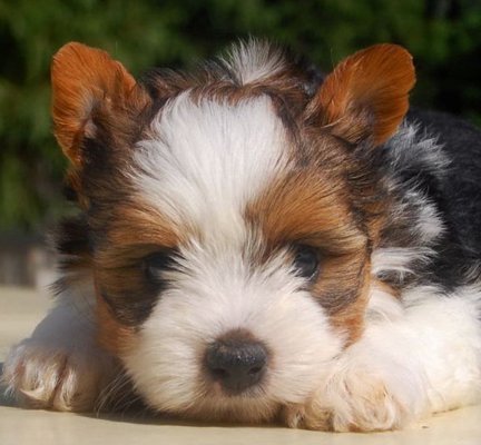 yorkie breeders in canada biewer terrier breeders canada dogs our friends photo yorkie breeders in canada biewer terrier breeders canada dogs our friends photo
