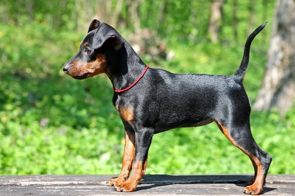 Miniature Pinscher Dogs For Sale Miniature Pinscher Dogs For Sale