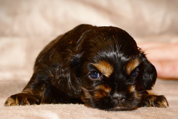 american cocker spaniel black&tan puppy image